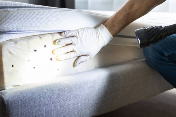 Best Flea Control Services  in Sylvester, GA