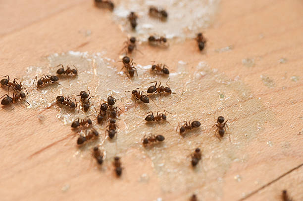Best Bed Bug Extermination  in Sylvester, GA