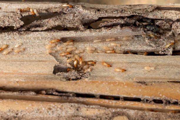 Best Wasp Removal Services  in Sylvester, GA