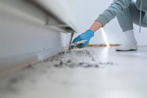 Best Flea Control Services  in Sylvester, GA
